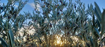 | Démarrage et démonstration de la récolte d’olive 2026 |