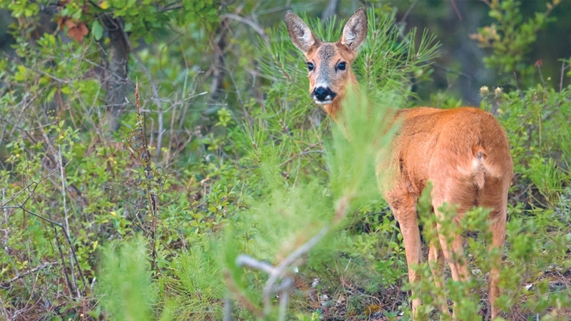 2c914ff60d5b4378b919bf58da73915b