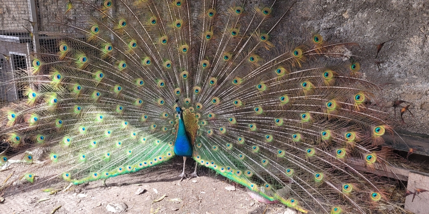 dce7759b1dac4174a69b9d8fd07e7871