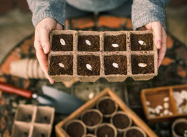 | Semis d'automne, compost et petites bêtes |