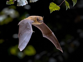 | Nuit de la Chauve souris |