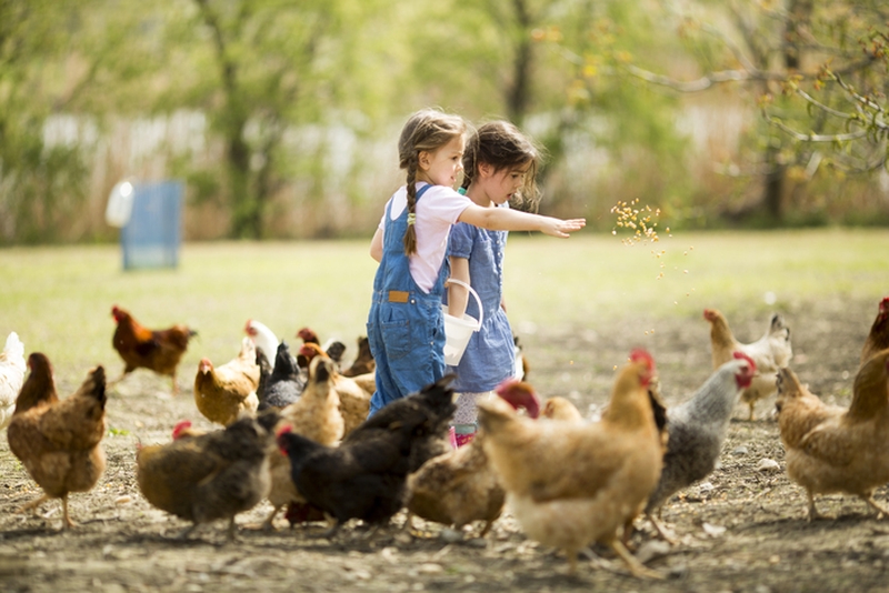 | Visite d’une ferme pédagogique |