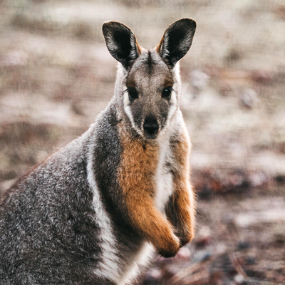 d869a520d6104136b29c4b23c452cab9