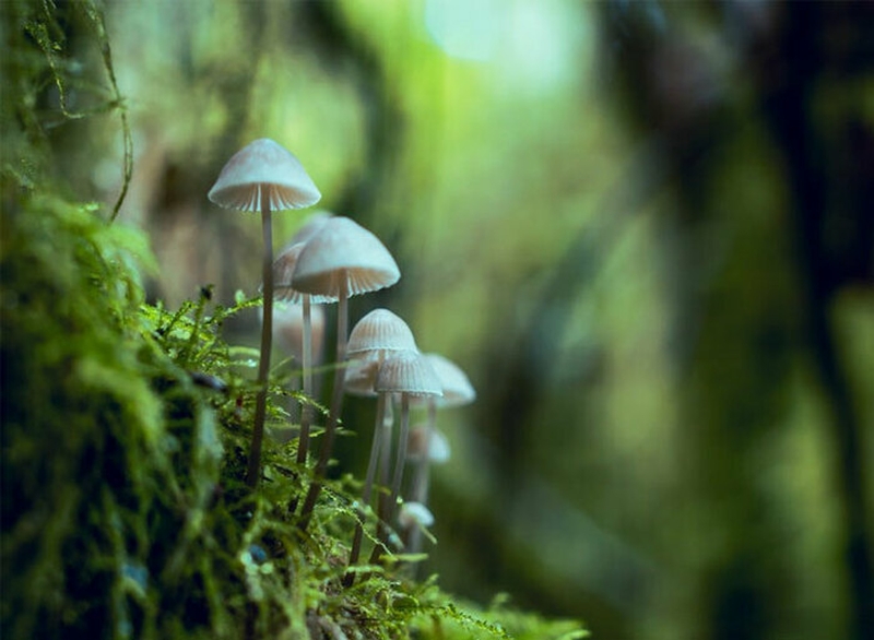 1305d2d43ac446759370c1f379796dee