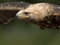 Volerie des Aigles