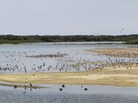 Parc du Marquenterre - Nathanaël Herrmann