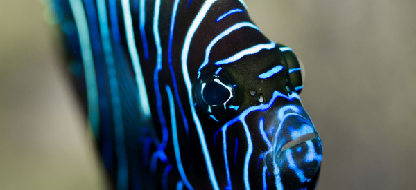 Aquarium du Limousin
