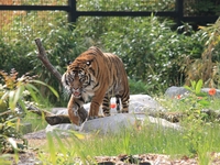 Zoo Amiens