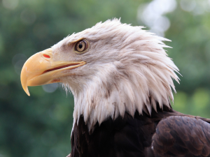 Volerie des Aigles