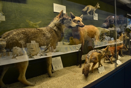 Visite du Musée Zoologique 