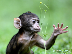 Montagne des Singes