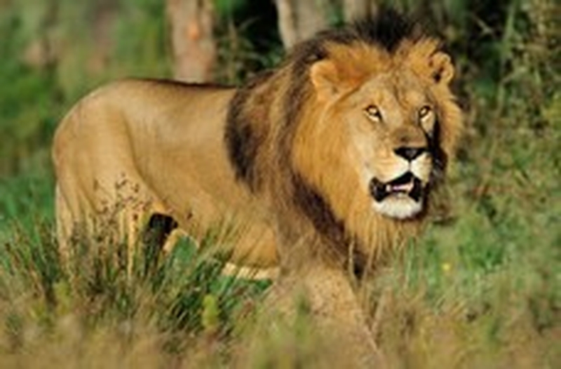 Réserve Africaine