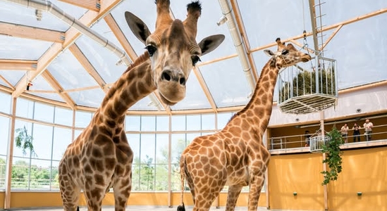 Discount - Mulhouse Zoological & Botanical Garden 