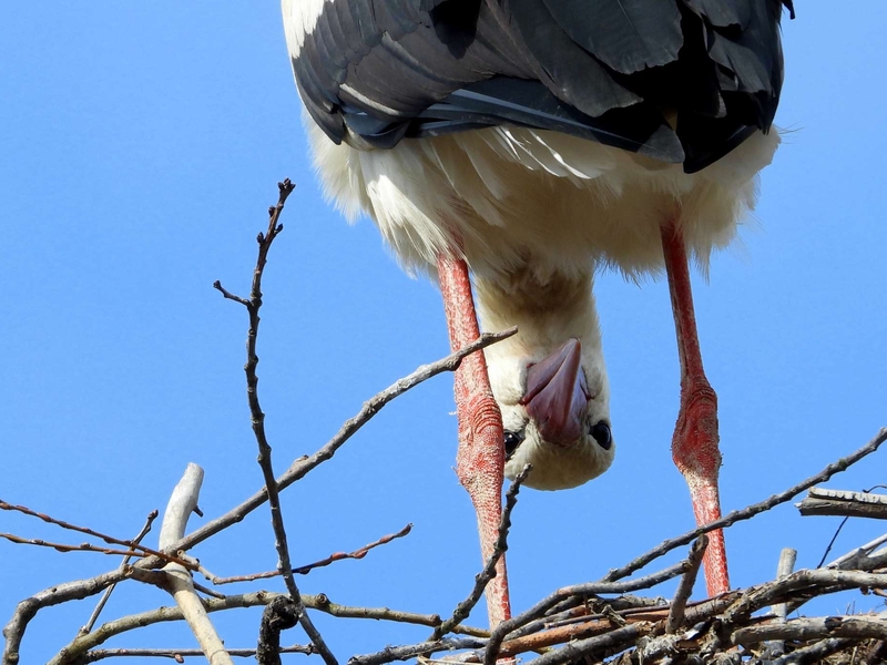 Parcs animaliers, parcs et loisirs