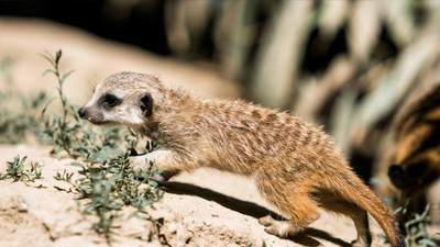 205feace226c421392066268066920d6