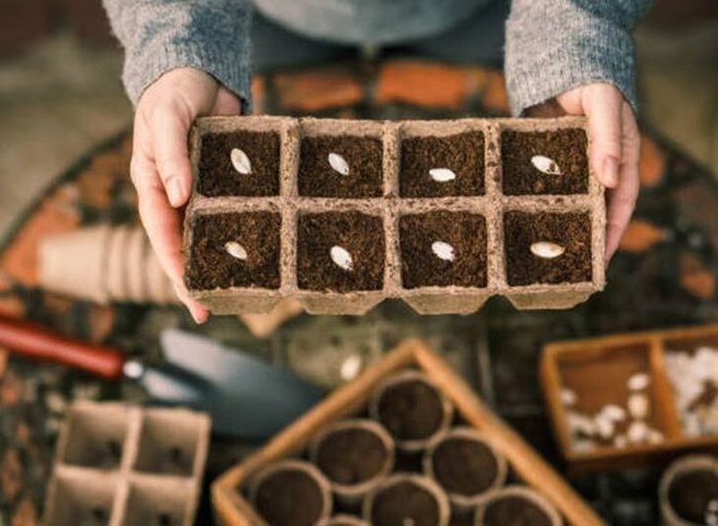 | Semis d'automne, compost et petites bêtes |