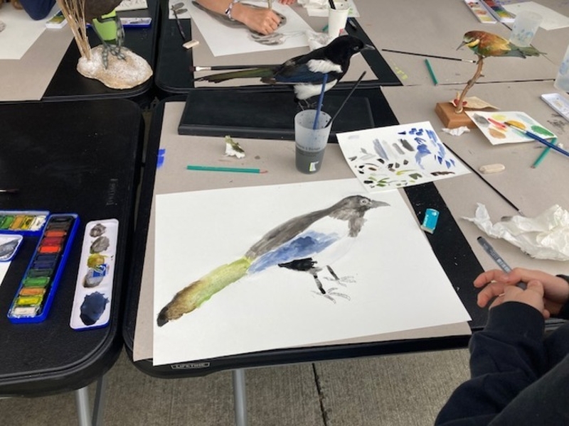 | Atelier de dessin naturaliste : aquarelles d'oiseaux |