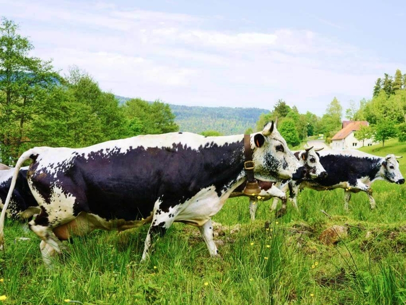 c6be77e2a9524a4aa0a7818a02d738c9