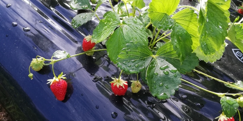 LES FRUITS  ROUGES DE LA COSTE