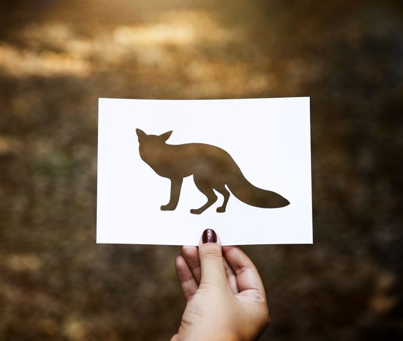 | Sur la piste des animaux… à la forêt de Buzet |