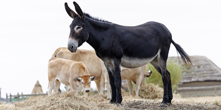 0494f9c760a540e6bc07ab331a386b33