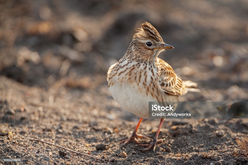 e9f8700a10814e28ac69be60cf489d53