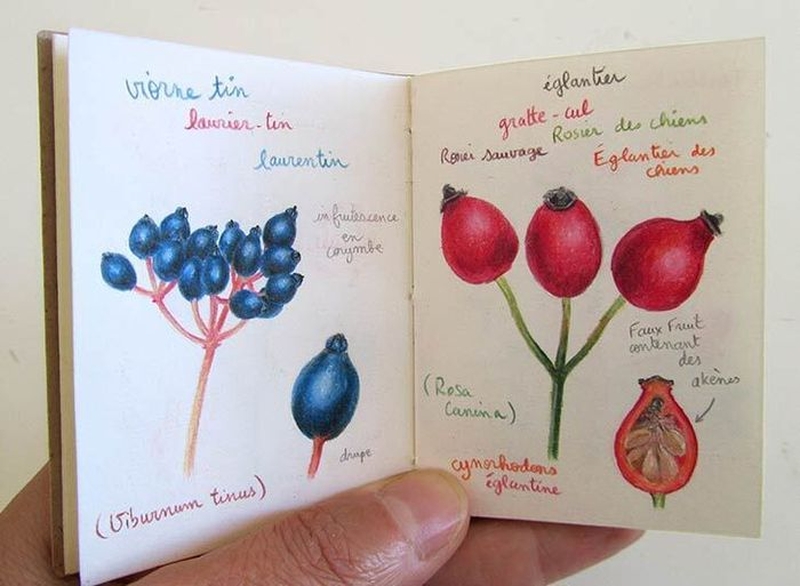 | Dessin botanique avec Fanny Pageaud |