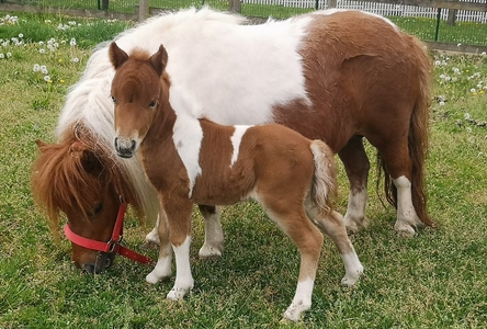 LA FERME DU BON' AIR