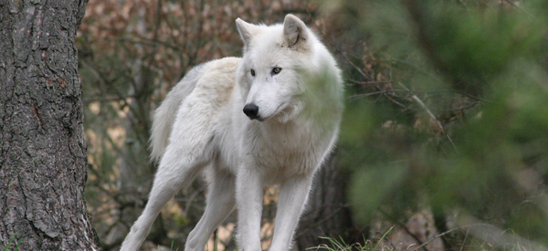 PARQUE DEL LOBO DE GEVAUDAN