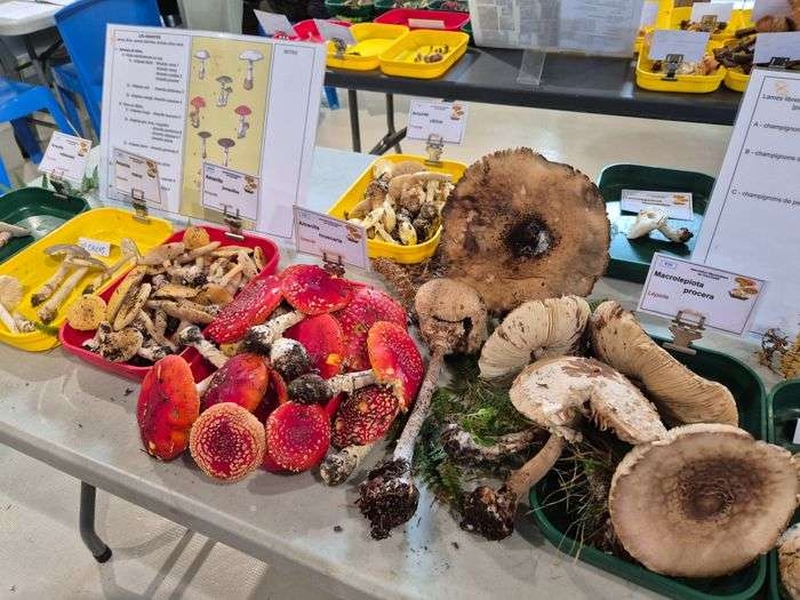 | Exposition champignons 2026 |