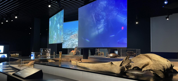 Musée zoologique