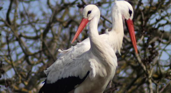 Visite du Pôle Nature du Marais aux Oiseaux