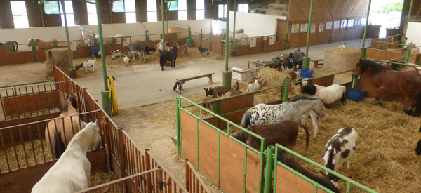 Le Paradis Konyka - Musée Vivant du Poney