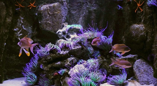 Nancy Museum Aquarium