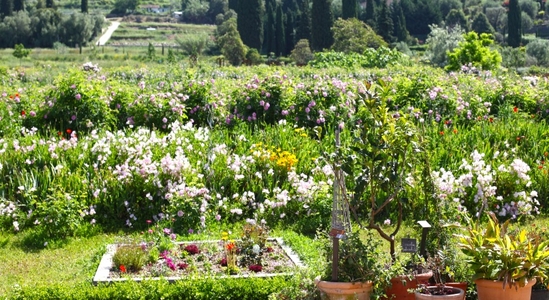 Les jardins du Musée International de la Parfumerie