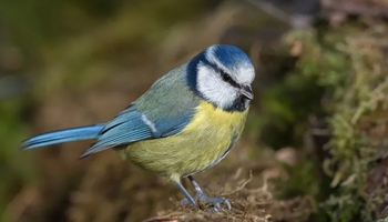 | J'agis pour les oiseaux |